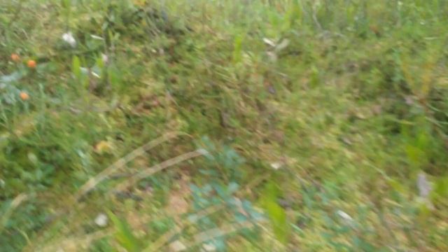 Поехали на природу в лес, есть ли грибы смотреть онлайн