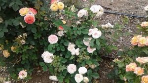 клер роуз, розы остина, питомник роз полины козловой, rozarium.biz