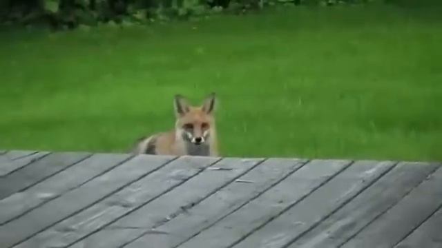 Что кричит лиса?Зачем лиса кричит? What the fox shouts ? смотреть онлайн