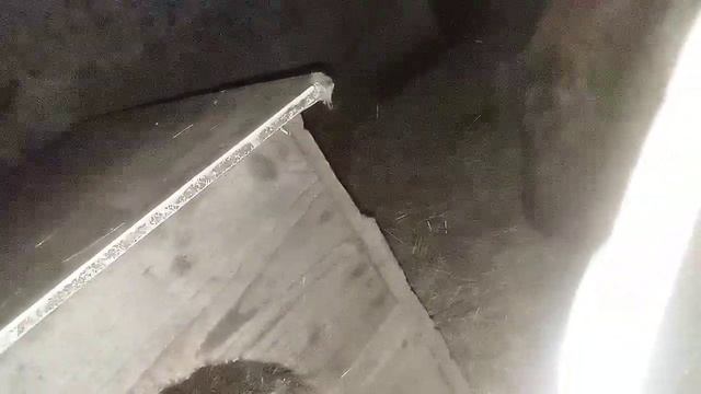 1332. Дикая лиса Маркиза и кот Амур, кот приходит в гости.