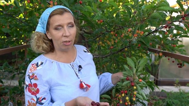 Лучшие сорта вишни и черешни смотреть онлайн