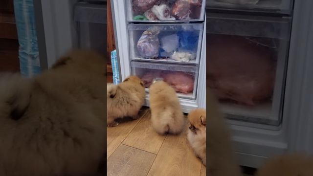 Игры померанских шпицев щенки продажа #pomeranian #померанскийшпиц #spitz #шпиц #продажа смотреть онлайн