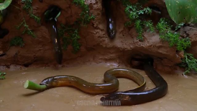 Golden Carp Eel Experiment | Stop Motion Cocina ASMR | Underground Mud Koi Fish Trap Cooking