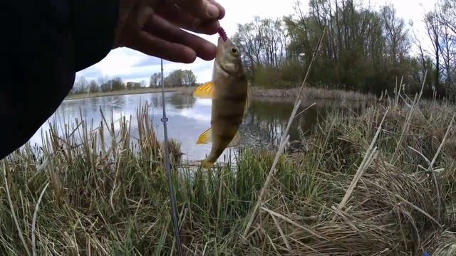 КЛЁВ - ОНЕМЕЛА РУКА! ЛОВЛЯ ОКУНЯ И ЩУК НА МИКРОДЖИГ. РЫБАЛКА НА УЛЬТРАЛАЙТ. смотреть онлайн