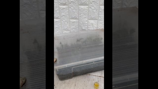 Черенкование розы в домашних условиях смотреть онлайн