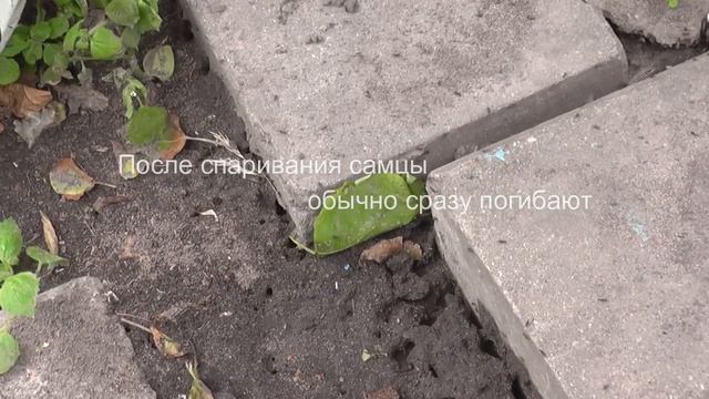 МУРАВЕЙНИК - Летающие муравьи | брачный период у муравьев смотреть онлайн