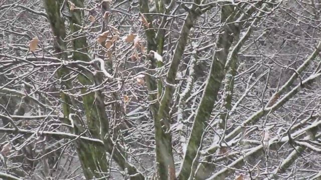 Duisburg im Schnee 2017 mit Canon Ixus 155 смотреть онлайн