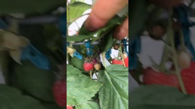 Прищепки для кустовых растений смотреть онлайн