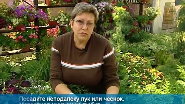 Дачные советы от Людмилы Ергаевой: боремся с морковной мухой смотреть онлайн