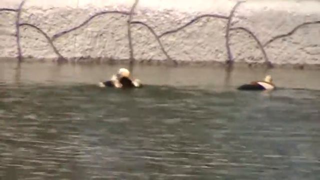 ОГАРИНЫЙ БОЙ.Дорожная зарисовка смотреть онлайн