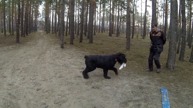 252. Дрессировка ризеншщнауцера. Послушание и защита ризена смотреть онлайн