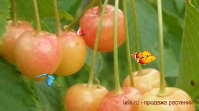 Черешня обыкновенная Северная (chereshnya-severnaya) ? обзор: как сажать, саженцы черешни Северная смотреть онлайн