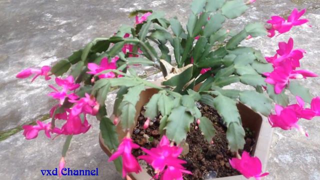 Hoa đẹp - May sao vụ kết hôn Long - Cua cũng thành công và cho ra kết quả rực rỡ смотреть онлайн