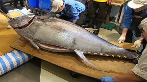 Самый большой тунец в мире стал тихоокеанский голубой тунец весом 411,6 кг.