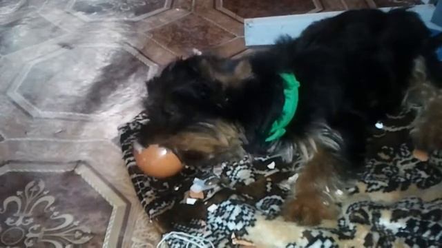 Собака восполняет нехватку кальция смотреть онлайн