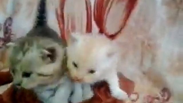 шотланские вислаухие котята стерлитамак .#шотландские.#котята.#вислоухие смотреть онлайн