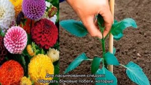 Как формировать георгины для правильного куста