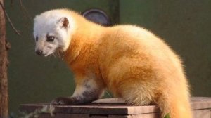 Разведение Соболя в домашних условиях как бизнес идея