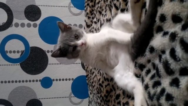 котенок объелся смотреть онлайн