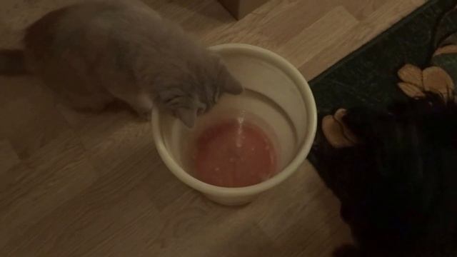 как пес с котом мышь ловили смотреть онлайн