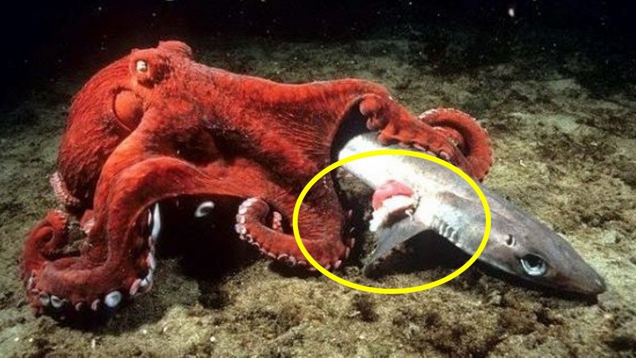 Осьминог в деле! Версус - осьминог против Мурены, Осминог напал на Акулу! Охота на крабов. смотреть онлайн