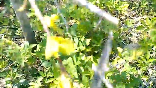 Тёрн обрезка.Тёрн слива.Обрезка терна весной.Обрезка сливы весной смотреть онлайн