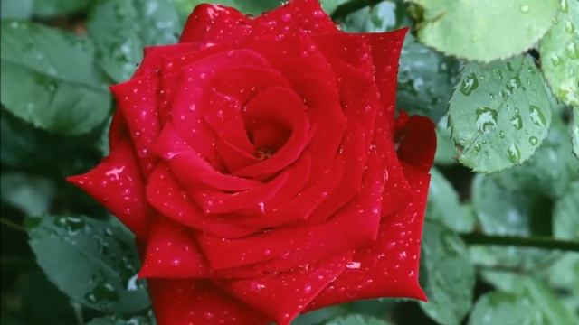 Выращивание цветов в теплице как бизнес смотреть онлайн