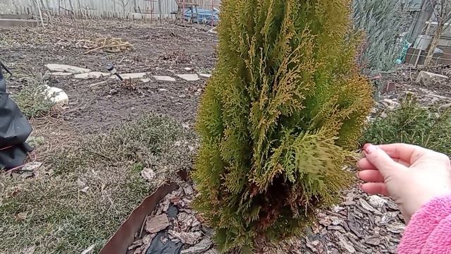 КОГДА ? И ЗАЧЕМ нужно проливать ХВОЙНЫЕ растения после зимы? смотреть онлайн