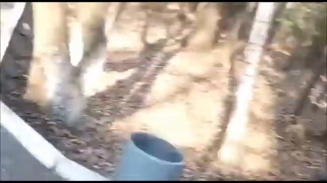 Белка Владивосток 01 ноября 2015г. смотреть онлайн