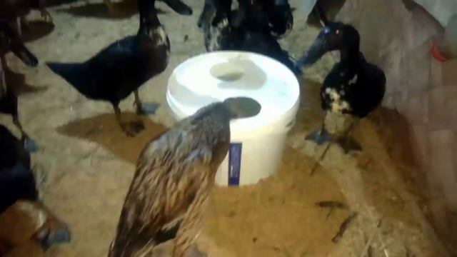 Как утки добывают себе воду? Они её выклянчивают, а потом начинается потоп. смотреть онлайн