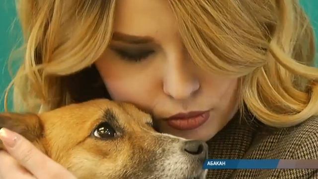 "ПовоДОГ" поможет обрести домашнего любимца смотреть онлайн