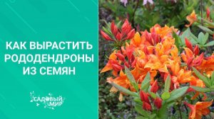 Самые красивые кустарники - из семян