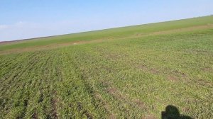 DW404D Боронование озимой пшеницы. Стоит бороновать или нет?