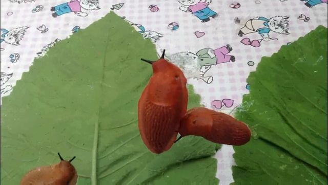 Ужасные Испанские слизни атакуют Подмосковье! / Terrible Spanish Slugs! Видео от SAFa