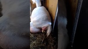 роды козы , небольшая помощь козе , коза рожает , окот козы ,