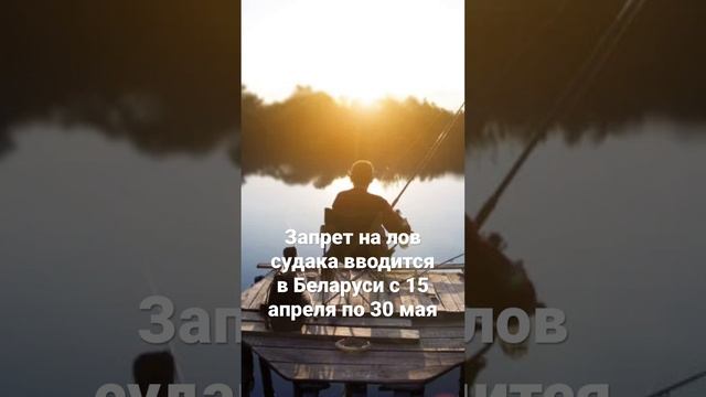 Запрет на лов судака вводится в Беларуси с 15 апреля по 30 мая #ловля #рыбалка #рыба #хобби #природ смотреть онлайн
