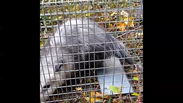 The Prognosticator | Metro Mole Control смотреть онлайн