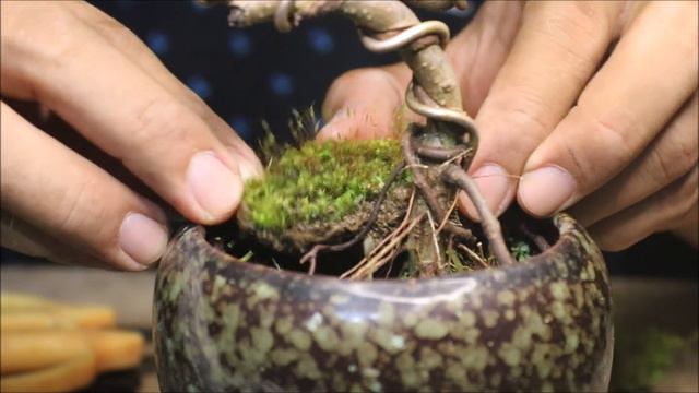 Realigning Ficus Benjamina Mame Bonsai смотреть онлайн