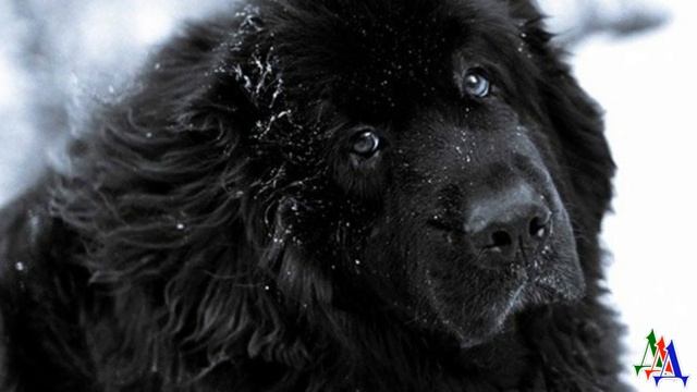 «Девчонки, там лохматая морда в окне!» — на святочные гадания явился необычный суженый-ряженый смотреть онлайн