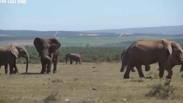 Разоблачение канала The Last Dino смотреть онлайн