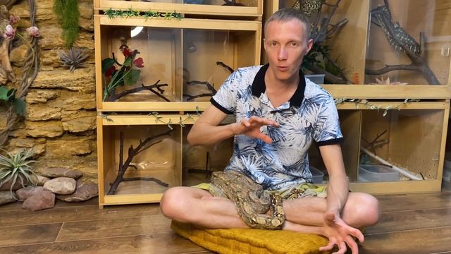Размножение змей. Зимовка, сезон спаривания, опыт разведения. смотреть онлайн