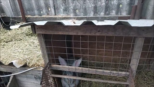 Установка маточника крольчихи // Жизнь в деревне!!! смотреть онлайн