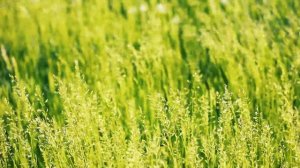 Футаж — Колосья полевой травы в Русском поле. Футажи (footage) красивая природа [FullHD]