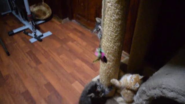 Котята верхолазы. смотреть онлайн