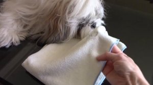 Уход за шерстью на мордочке | Груминг ши тцу