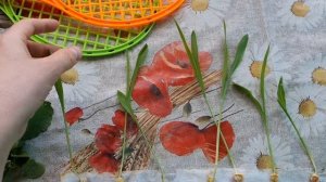 Как прорастить КУКУРУЗУ необычным способом!