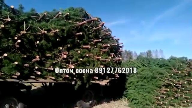Оптом Сосна Новогодняя с делянки в любой регион России. Livepines.ru ☎️+79127762018 смотреть онлайн
