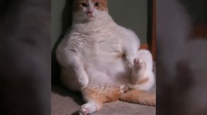 смешная детская песенка жирный кот 😂