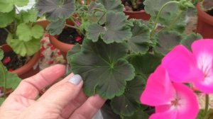 Выращивание зональных пеларгоний  из семян. Легко, доступно, не дорого!