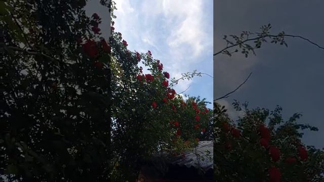 РОЗА ВАУ! смотреть онлайн